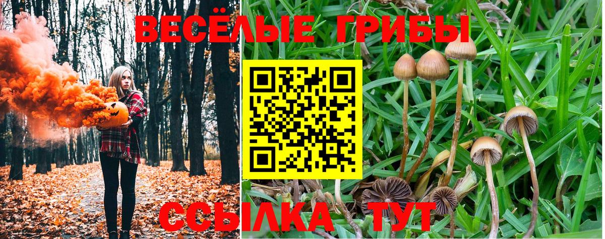 Псилоцибиновые грибы Psilocybe Тосно